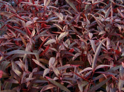 Альтернантера Сессилис, в горшке Альтернантера Сессилис, в горшке